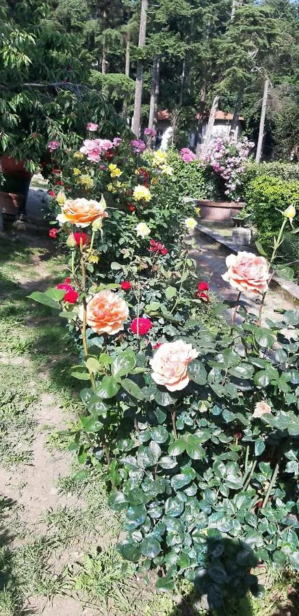 Bivigliano Casa Cecconiヴィラ イタリア